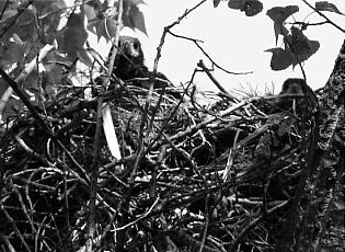 Гнездо орланов