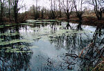 Село Анненково-Лесное. Пруд в усадебном парке